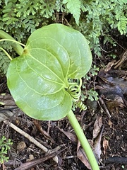Smilax azorica