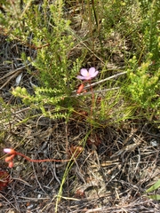 Drosera aliciae