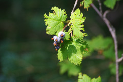 Ribes wolfii