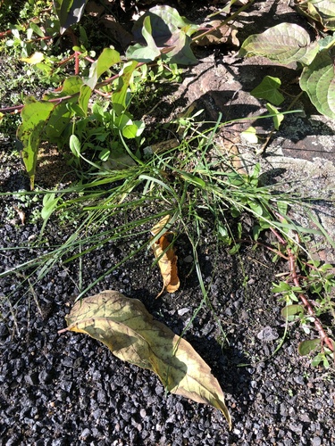Eragrostis multicaulis iNat (3)