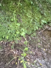 Smilax azorica