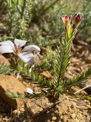 Adenandra uniflora