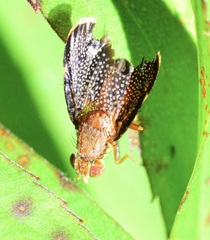 Eutreta noveboracensis