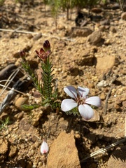 Adenandra uniflora