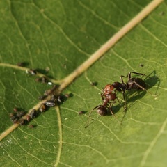 Formica obscuripes