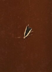 Dichomeris serrativittella