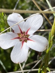Adenandra uniflora