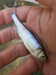 Luxilus chrysocephalus