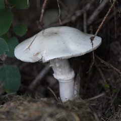 Leucoagaricus