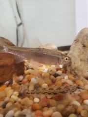 Luxilus chrysocephalus