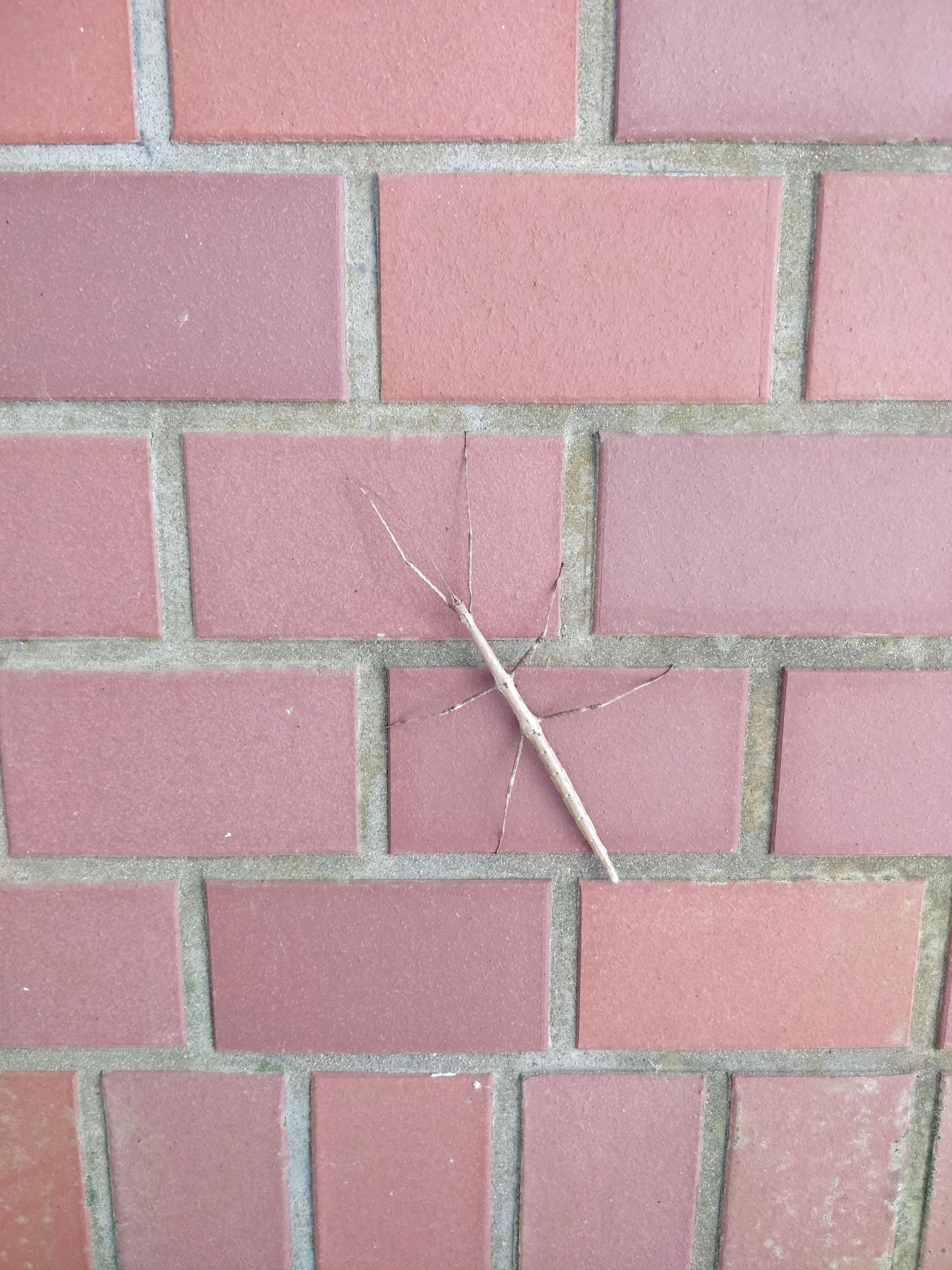 Phraortes elongatus (Thunberg, 1815)