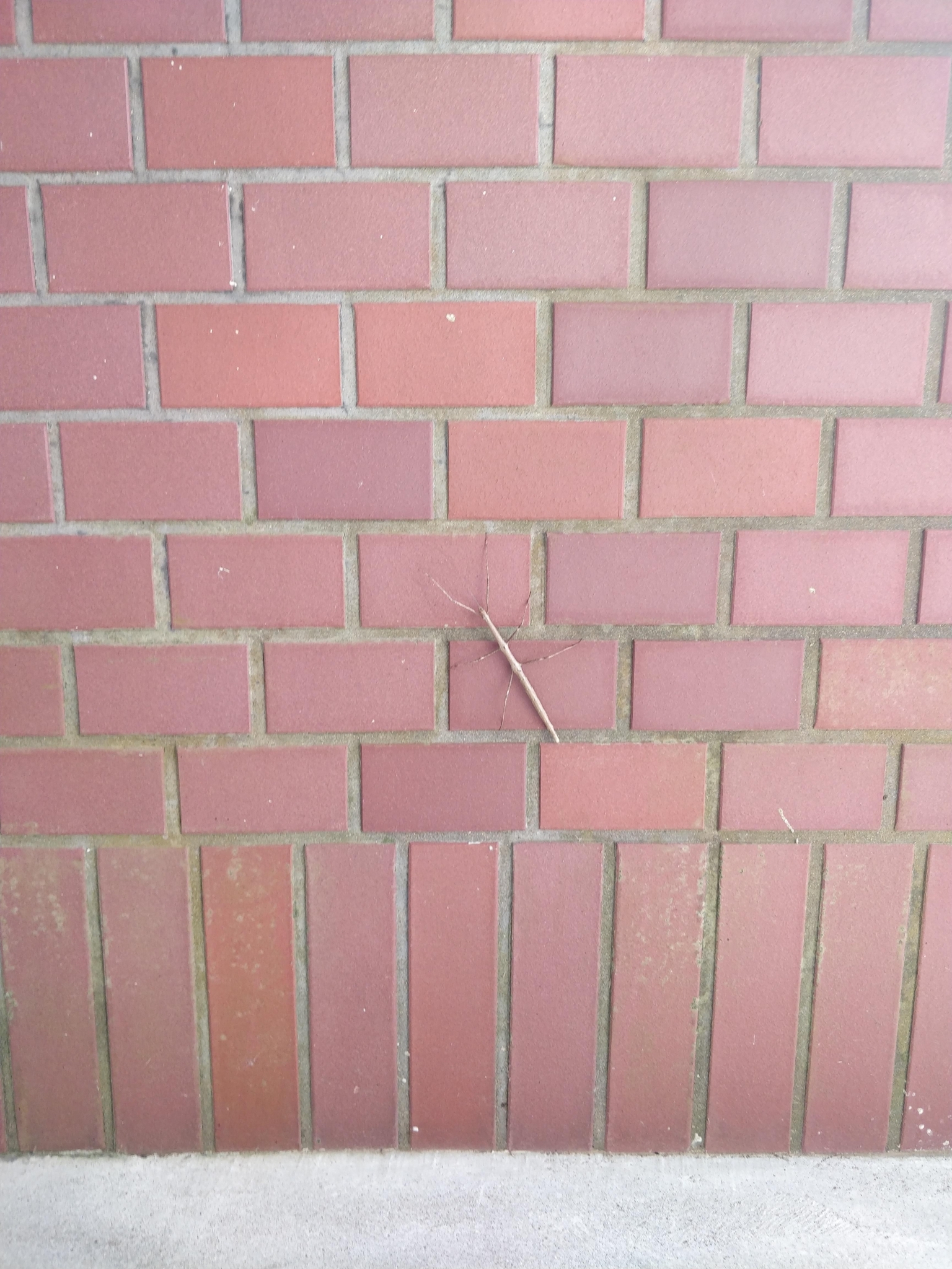 Phraortes elongatus (Thunberg, 1815)