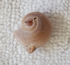 Neverita duplicata