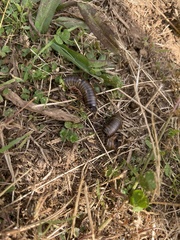Narceus americanus