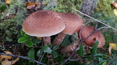 Armillaria ostoyae