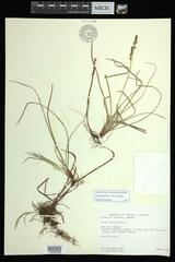 Carex lucorum