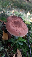 Armillaria ostoyae