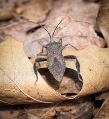 Acanthocephala terminalis