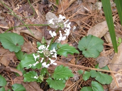Cardamine bulbosa