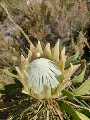 Protea cynaroides