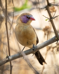 Violet-Eared Waxbill photo 4
