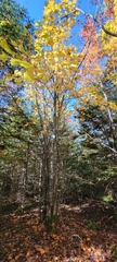 Acer pensylvanicum