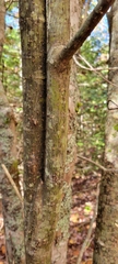 Acer pensylvanicum