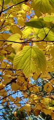 Acer pensylvanicum