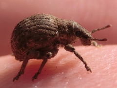 Pseudocneorhinus bifasciatus