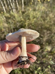 Melanoleuca