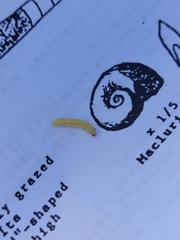 Diaphania