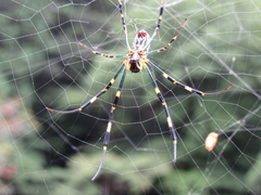 Trichonephila clavata