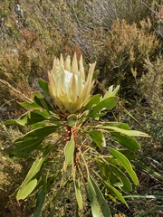 Protea cynaroides