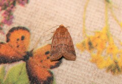 Agrochola pistacinoides