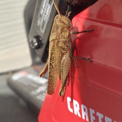 Schistocerca damnifica