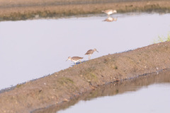 Tringa glareola