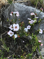 Adenandra