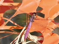 Orthemis ferruginea