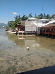 Ardea cinerea