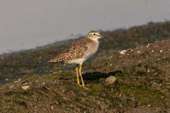 Tringa glareola