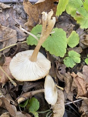 Rhodocollybia asema