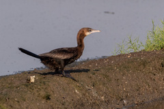 Microcarbo niger