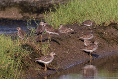 Tringa glareola
