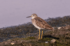 Tringa glareola