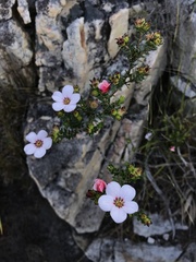 Adenandra
