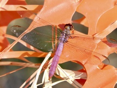 Orthemis ferruginea