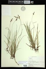 Carex lucorum