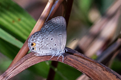 Euchrysops cnejus