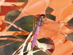 Orthemis ferruginea
