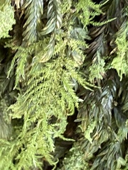 Hylocomium splendens